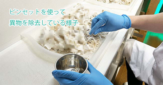 ピンセットを使って異物を除去している様子