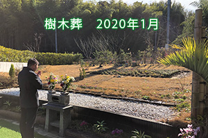 樹木葬 2020年1月
