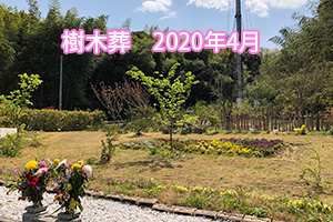 樹木葬 2020年4月