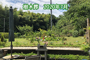 樹木葬 2020年7月