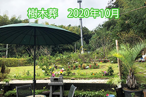 樹木葬 2020年10月