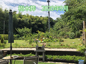 樹木葬 2020年9月