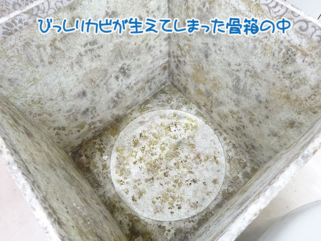 びっしりカビが生えてしまった骨箱の中